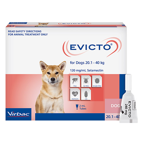 Evicto FOR LARGE DOGS 20-40KG (PINK)