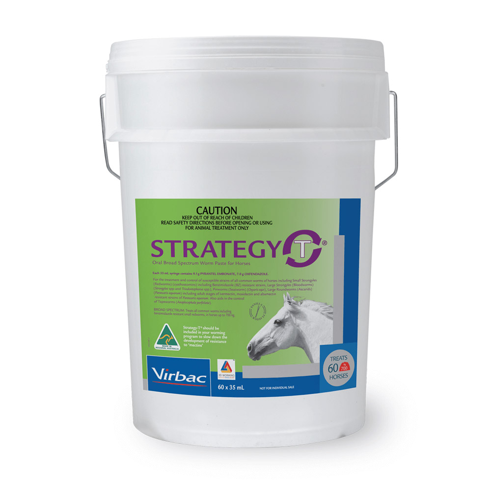 STRATEGY-T Paste  60 Pack Bucket